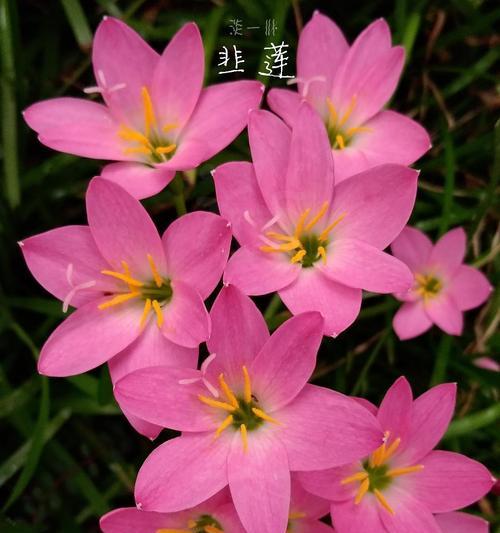 教大家在Emacs中使用twitter和微博